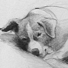 Study of a Sleeping Dog