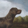 Chocolate Lab
