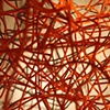 Corallo Tree detail

Fernando and Humberto Campana

