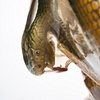 NativoCampana Fossils: Vipera Bowl
detail

Fernando and Humberto Campana

