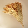 Autarchy: Broom