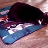 Scratchins On Her Spotted Pig T-Shirt Bed