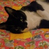 elyse's kitty/ very happy...
