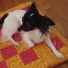 Charlie on Oscar's Bed