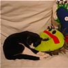 Milo and Friends