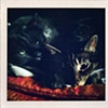 Khichi Family Cats and A Wedding Quilt