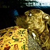 Rocky and A Pillow