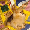 Zero the Wonder Dog