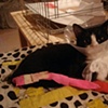 Milo the WonderCat healing on one of my hand.made mini quilts...