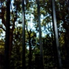 Lyon's wood