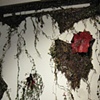 Nave Gallery- Growth and Decay Installation Detail