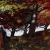 Oaks in Fall