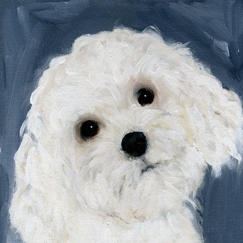 original contemporary modern acrylic painting bichon frise dog animal portrait
