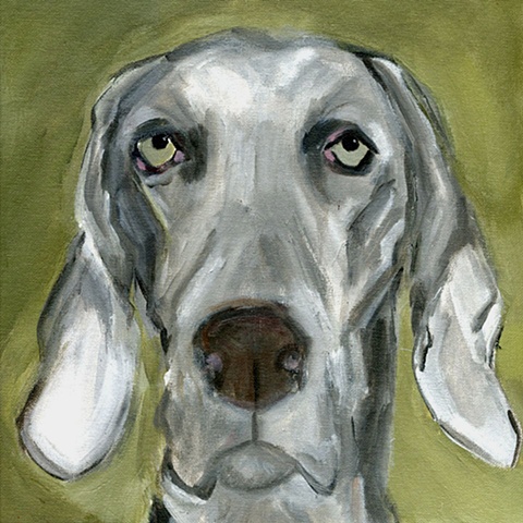 original contemporary modern acrylic painting Weimaraner dog portrait