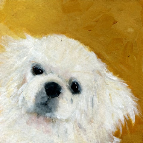 original contemporary modern acrylic painting of Pekingese dog animal portrait