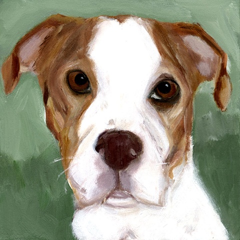 original contemporary modern acrylic painting  dog animal portrait