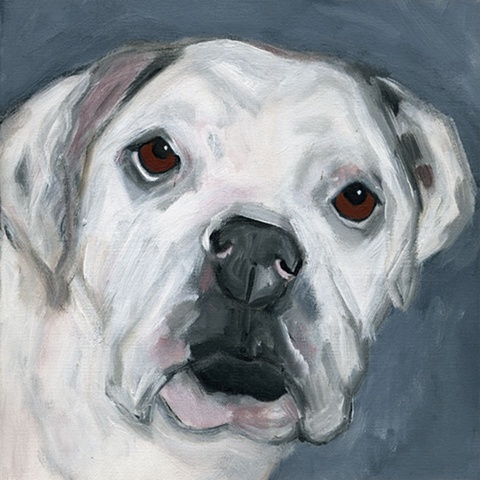 original contemporary modern acrylic painting American Bulldog dog animal portrait