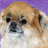  Dog Portraits

