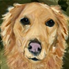 Golden
Golden Retriever