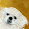 For the love of Owen
Pekingese 