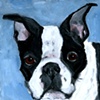 Boston Terrierist
Boston Terrier