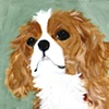 Little Royal
King Charles Cavalier