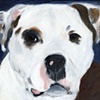 Bailey
American Staffordshire Terrier