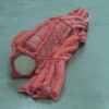 muscles detail