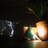 Potted palm and projection 