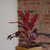 planter