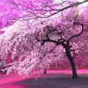 Cherry Blossoms-Central Park