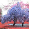 Blue Tree- Central Park