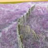 Fence-Cape Cod