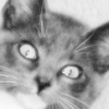 Ollie