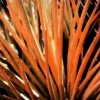 Alamo Cactus