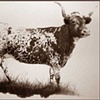 Lone Star Matriarch