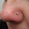 nose piercing by tatupaul