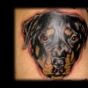 rottweiler dog portrait tattoo by tatupaul
