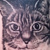 Cat Portrait