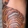 the rest of the tiger