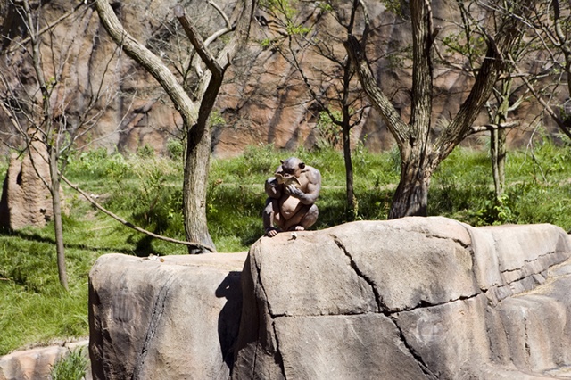 Untitled (hairless chimpanzee) 
