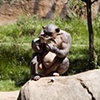 Untitled (hairless chimpanzee) 
