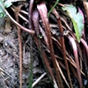 Riverbed, #4