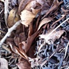 Riverbed, #2