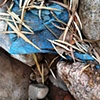 Riverbed, #1