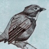 Red-billed Leiothrix