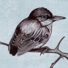 Short-tailed Pygmy-tyrant