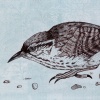 Rock Wren