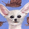 ZOMG, It's A Yoda Fox!
