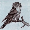 Hawk Owl